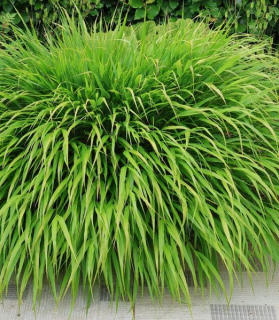 Hakonechloa macra